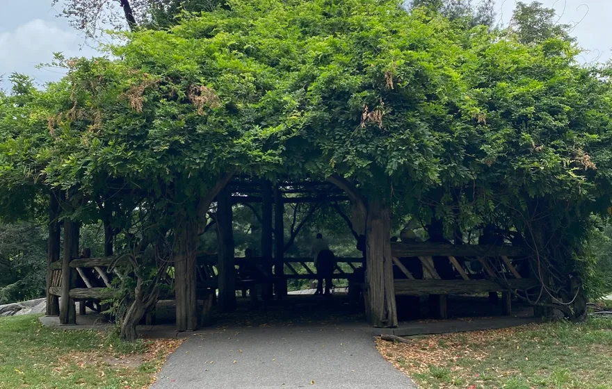 The rustic wooden Cop Cot shelter in Central Park, its roof covered in green vines, at the end of a paved path
