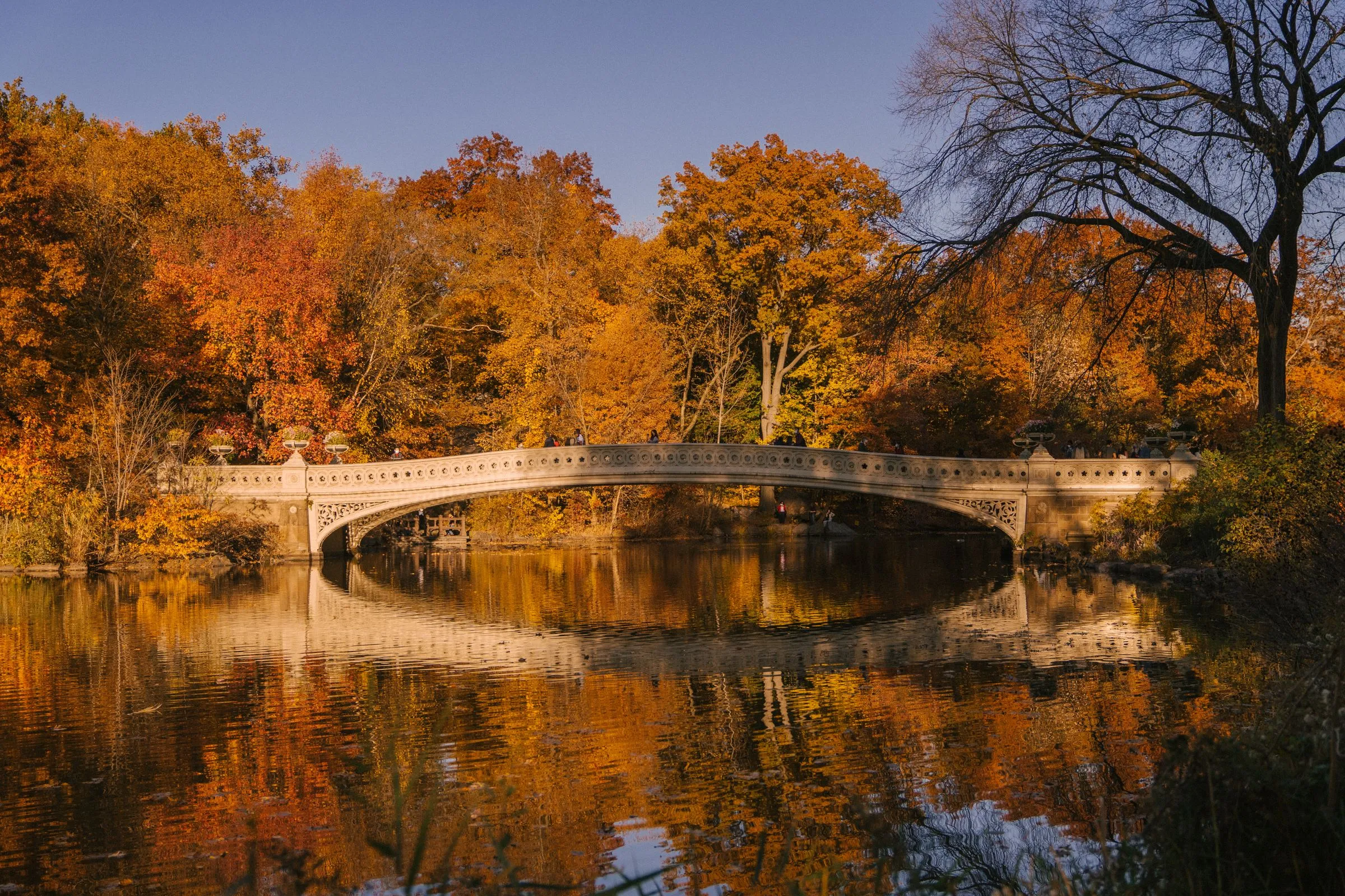 Bow Bridge in Central Park spanning the Lake, orange and gold autumn trees reflected in the water