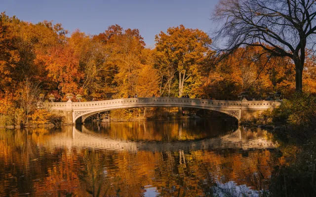 Bow Bridge in Central Park spanning the Lake, orange and gold autumn trees reflected in the water