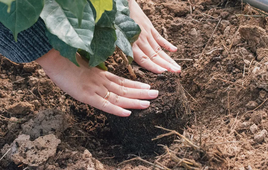 Two hands wearing gold rings press dark soil around the root ball of a young leafy sapling planted in dry, crumbly ground