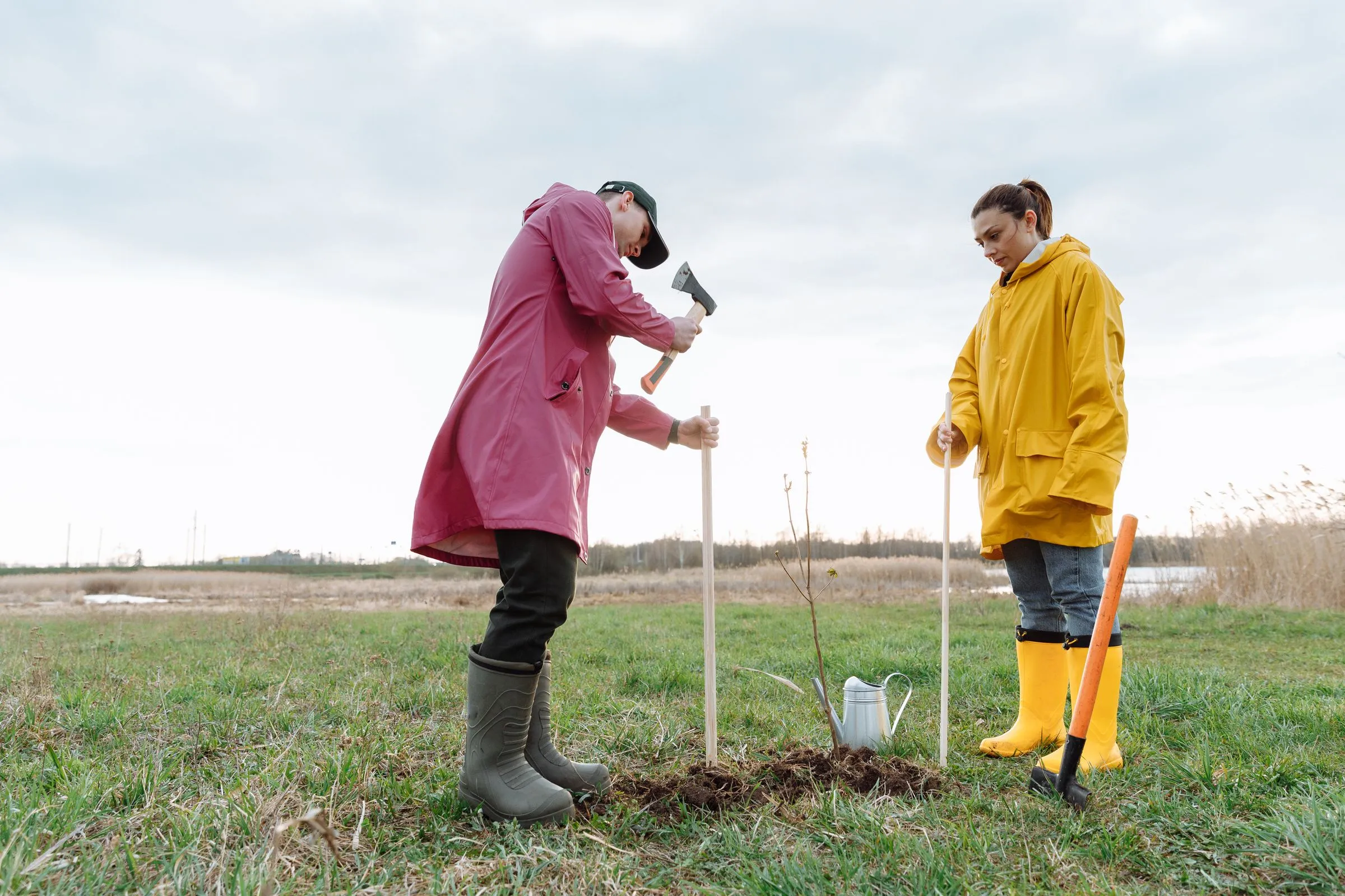 Two people in raincoats and rubber boots planting a young sapling in a grassy field, one hammering in a support stake