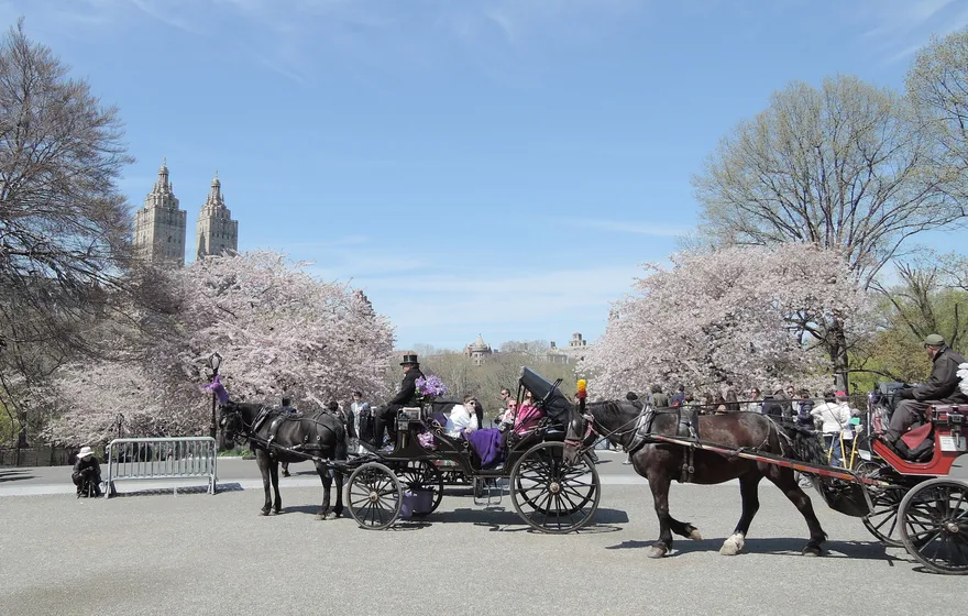 Two horse-drawn carriages stopped on the paved Cherry Hill circle in Central Park, pale pink cherry trees in full bloom behind them