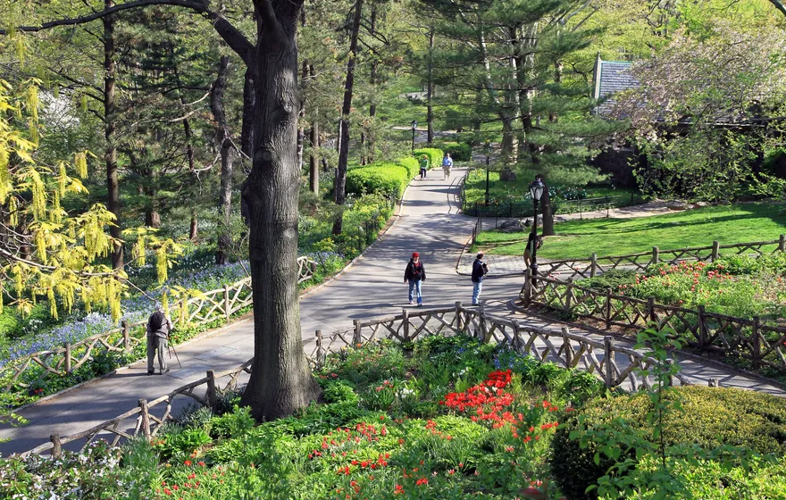 Winding paved paths with rustic wooden railings through Shakespeare Garden in spring, red tulips and yellow blossoms in the beds and a few people walking