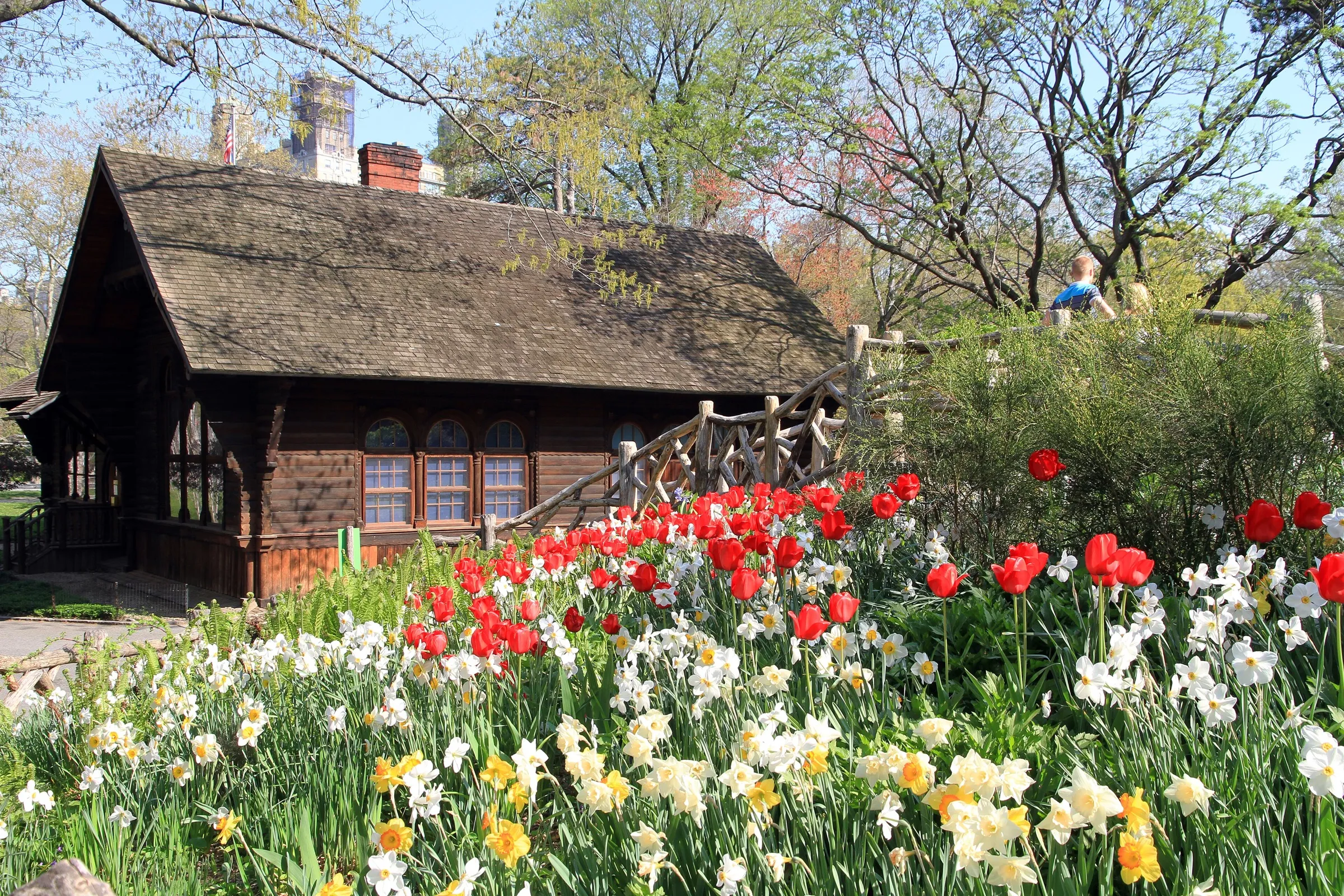 Red tulips and white daffodils in bloom in Shakespeare Garden in Central Park, with the dark wooden Swedish Cottage behind them
