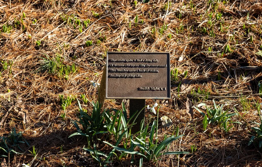 A small bronze plaque engraved with a Twelfth Night quotation, set among green shoots and pine needles in Shakespeare Garden